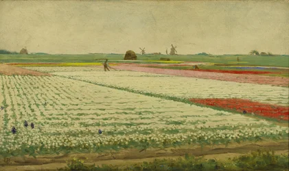 Pola tulipanów