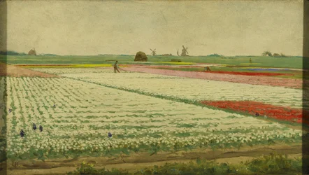 Pola tulipanów