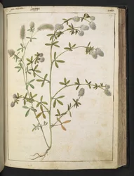 Roślina o białych kwiatach. , z „Obrazy Flory stanów rzymskich” Gherardo Cibo, Add MS 22333, f117r, c.1564-84 (akwarela i gwasz na papierze)