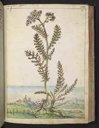 Achillea millefolium: Wysoka roślina typu paprociowego z białymi kwiatami, z „Paintings of Flora of the Roman States” autorstwa Gherardo Cibo, Add MS 22333, f114r, c.1564-84 (akwarela i gwasz na papierze)