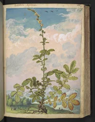 Agrimonia eupatoria, z "Obrazów Flory Państw Rzymskich" Gherardo Cibo, Add MS 22333, f087r, c.1564-84 (akwarela i gwasz na papierze)