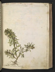 Ajuga chamaepitys: Roślina o zielonych liściach i żółtych kwiatach, z „Paintings of Flora of the Roman States” autorstwa Gherardo Cibo, Add MS 22333, f116r, c.1564-84 (akwarela i gwasz na papierze)