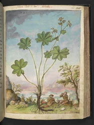 Alchemilla vulgaris (Płaszcz damy), z „Obraz flory stanów rzymskich” Gherardo Cibo, Add MS 2233, f122r, c.1564-84 (akwarela i gwasz na papierze)
