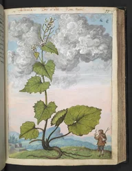 Alliaria petiolata: wysoka roślina o białych płatkach. , z „Obrazy Flory stanów rzymskich” Gherardo Cibo, Add MS 22333, f097r, c.1564-84 (akwarela i gwasz na papierze)