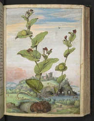 Aristolochia rotunda: Roślina owocująca, z „Obrazów flory państw rzymskich” autorstwa Gherardo Cibo, Add MS 22333, f078r, c.1564-84 (akwarela i gwasz na papierze)