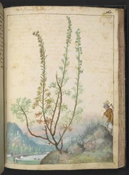 Artemisia abrotanum (southernwood), z „Obraz flory stanów rzymskich” Gherardo Cibo, Add MS 22333, f157r, c.1564-84 (akwarela i gwasz na papierze)