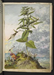 Asclepias, z „Obrazy flory stanów rzymskich” Gherardo Cibo, Add MS 22333, f027r, c.1564-84 (akwarela i gwasz na papierze)