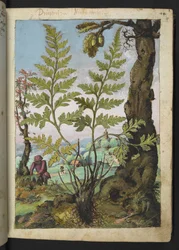Asplenium adianthum nigrum, z „Obrazów flory państw rzymskich” Gherardo Cibo, Add MS 22333, f018r, c.1564-84 (akwarela i gwasz na papierze)