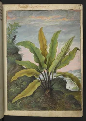 Asplenium scolopendrium, z "Obrazów flory państw rzymskich" Gherardo Cibo, Add MS 22333, f014r, c.1564-84 (akwarela i gwasz na papierze)