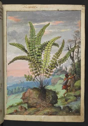 Trichomanes Asplenium, z „Obrazów flory stanów rzymskich” Gherardo Cibo, Add MS 22333, f016r, c.1564-84 (akwarela i gwasz na papierze)