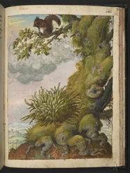 Bryophyte (mech) i wiewiórka siedząca na gałęzi drzewa, z „Painting of Flora of the Roman States” autorstwa Gherardo Cibo, Add MS 22333, f172r, c.1564-84 (akwarela i gwasz na papierze)