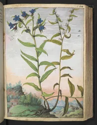 Buglossoides purpurocaerulea , z „Obrazów flory stanów rzymskich” autorstwa Gherardo Cibo, Add MS 22333, f061r, c.1564-84 (akwarela i gwasz na papierze)