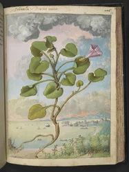 Calystegia soldanella, z "Obrazów flory państw rzymskich" Gherardo Cibo, Add MS 22333, f150r, c.1564-84 (akwarela i gwasz na papierze)
