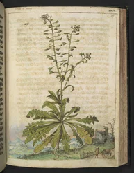 Capsella bursa-pastoris, z „Obrazów flory państw rzymskich” Gherardo Cibo, Add MS 22333, f119r, c.1564-84 (akwarela i gwasz na papierze)