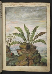 Ceterach officinarum, z "Obrazów Flory Państw Rzymskich" Gherardo Cibo, Add MS 22333, f013r, c.1564-84 (akwarela i gwasz na papierze)