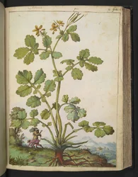 Chelidonium majus, z „Obrazów flory stanów rzymskich” autorstwa Gherardo Cibo, Add MS 22333, f090r, c.1564-84 (akwarela i gwasz na papierze)