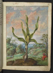 Colchicum autumnale, z „Obrazów flory stanów rzymskich” Gherardo Cibo, Add MS 22333, f021r, c.1564-84 (akwarela i gwasz na papierze)