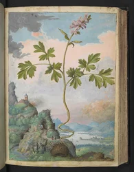 Corydalis cava: Roślina o różowych kwiatach, z „Obrazów flory stanów rzymskich” autorstwa Gherardo Cibo, Add MS 22333, f079r, c.1564-84 (akwarela i gwasz na papierze)
