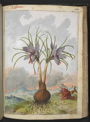 Crocus sativus (Saffron), z „Obrazów flory państw rzymskich” Gherardo Cibo, Add MS 22333, f160r, c.1564-84 (akwarela i gwasz na papierze)