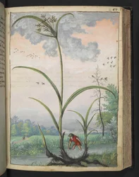 Cyperus serotinus, z "Obrazów flory stanów rzymskich" Gherardo Cibo, Add MS 22333, f086r, c.1564-84 (akwarela i gwasz na papierze)