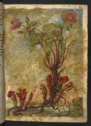 Cytinus hypocistis, z "Obrazów flory stanów rzymskich" Gherardo Cibo, Add MS 22333, f009r, c.1564-84 (akwarela i gwasz na papierze)