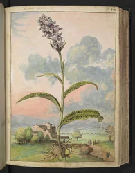 Dactylorhiza fuchsii, z „Obrazów flory państw rzymskich” Gherardo Cibo, Add MS 22333, f065r, c.1564-84 (akwarela i gwasz na papierze)