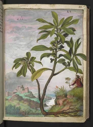 Daphne laureola, z „Obrazów flory stanów rzymskich” autorstwa Gherardo Cibo, Add MS 22333, f037r, c.1564-84 (akwarela i gwasz na papierze)