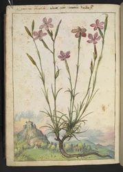 Dianthus longicaulis: Roślina o różowych płatkach, z „Obrazów flory stanów rzymskich” Gherardo Cibo, Add MS 22333, f179v, c.1564-84 (akwarela i gwasz na papierze)