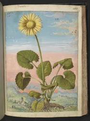 Doronicum austriacum: Roślina z żółtym kwiatem, z „Obrazów flory stanów rzymskich” autorstwa Gherardo Cibo, Add MS 22333, f147r, c.1564-84 (akwarela i gwasz na papierze)
