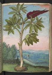 Dracunculus vulgaris, z „Obrazów flory stanów rzymskich” Gherardo Cibo, Add MS 22333, f054r, c.1564-84 (akwarela i gwasz na papierze)