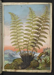 Dryopteris filix mas: Paproć, z „Obraz flory państw rzymskich” Gherardo Cibo, Add MS 22333, f019r, c.1564-84 (akwarela i gwasz na papierze)