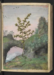 Euphrasia officinalis, z „Obrazów flory państw rzymskich” Gherardo Cibo, Add MS 22333, f041r, c.1564-84 (akwarela i gwasz na papierze)