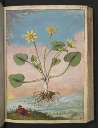 Ficaria verna, z "Obrazów Flory Państw Rzymskich" Gherardo Cibo, Add MS 22333, f091r, c.1564-84 (akwarela i gwasz na papierze)