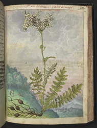 Filipendula vulgari, z „Obrazy flory stanów rzymskich” Gherardo Cibo, Add MS 22333, f146r, c.1564-84 (akwarela i gwasz na papierze)