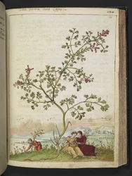 Fumaria gaillardotii , z "Obrazów flory stanów rzymskich" Gherardo Cibo, Add MS 22333, f121r, c.1564-84 (akwarela i gwasz na papierze)