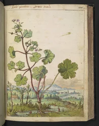 Geranium rotundifolium: Roślina o różowych kwiatach. , z „Obrazy flory stanów rzymskich” Gherardo Cibo, Add MS 22333, f098r, c.1564-84 (akwarela i gwasz na papierze)