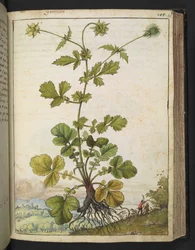 Geum urbanum, z „Obrazów flory państw rzymskich” Gherardo Cibo, Add MS 22333, f103r, c.1564-84 (akwarela i gwasz na papierze)