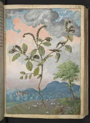 Heliotropium europeanum, z "Obraz flory państw rzymskich" Gherardo Cibo, Add MS 22333, f044r, c.1564-84 (akwarela i gwasz na papierze)