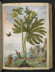 Helleborus viridis, z „Obrazów flory stanów rzymskich” autorstwa Gherardo Cibo, Add MS 22333, f095r, c.1564-84 (akwarela i gwasz na papierze)