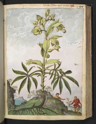 Helleborus foetidus, z „Obrazów flory stanów rzymskich” autorstwa Gherardo Cibo, Add MS 22333, f089r, c.1564-84 (akwarela i gwasz na papierze)