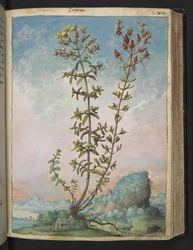 Hypericum perforatum, z "Obrazy flory państw rzymskich" Gherardo Cibo, Add MS 22333, f083r, c.1564-84 (akwarela i gwasz na papierze)