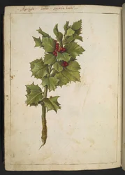 Ilex aquifolium (Holly), z "Obrazów flory stanów rzymskich" Gherardo Cibo, Add MS 22333, f182v, c.1564-84 (akwarela i gwasz na papierze)