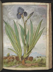 Iris germanica, z "Obrazy flory stanów rzymskich" Gherardo Cibo, Add MS 22333, f148r, c.1564-84 (akwarela i gwasz na papierze)
