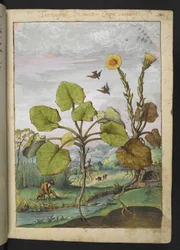 Ligularia tussilaginea (Leopard roślina), z "Obrazów flory państw rzymskich" Gherardo Cibo, Add MS 22333, f011r, c.1564-84 (akwarela i gwasz na papierze)