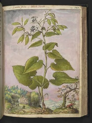 Lunaria redivivia, z „Obrazów flory stanów rzymskich” autorstwa Gherardo Cibo, Add MS 22333, f124r, c.1564-84 (akwarela i gwasz na papierze)