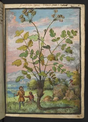 Oenanthe crocata, z „Obraz flory stanów rzymskich” Gherardo Cibo, Add MS 22333, f008r, c.1564-84 (akwarela i gwasz na papierze)