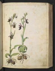 Orchis: Roślina o białych i różowych kwiatach, z „Obrazów flory stanów rzymskich” Gherardo Cibo, Add MS 22333, f066r, c.1564-84 (akwarela i gwasz na papierze)