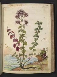 Origanum vulgare, z "Obrazów flory stanów rzymskich" Gherardo Cibo, Add MS 22333, f130r, c.1564-84 (akwarela i gwasz na papierze)