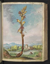 Orobanche gracilis, z "Obrazów flory stanów rzymskich" Gherardo Cibo, Add MS 22333, f070r, c.1564-84 (akwarela i gwasz na papierze)