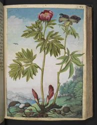 Paeonia officinalis, z „Obrazów flory stanów rzymskich” Gherardo Cibo, Add MS 22333, f085r, c.1564-84 (akwarela i gwasz na papierze)